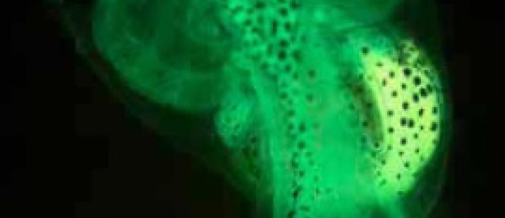 Têtard fluorescent réagissant aux perturbateurs endocriniens