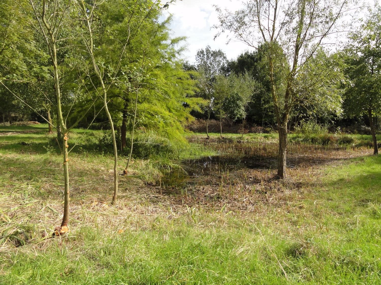 Forêt humide et secrète