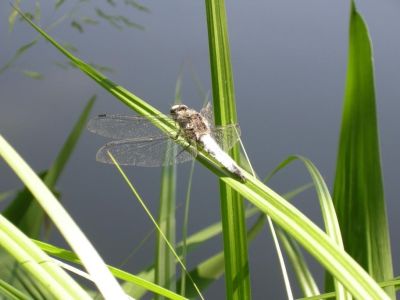photo_275_1