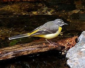 Bergeronnette des ruisseau – Source Wikipédia