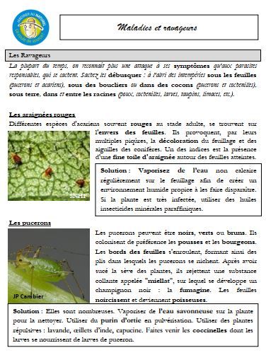 Maladies et ravageurs
