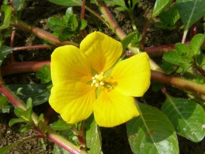 fleur_de_jussie