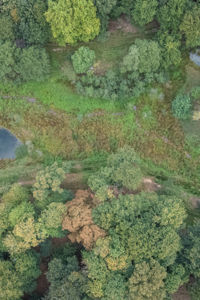 Restauration de la zone humide des Hunaudières (St Saturnin du Limet 53)