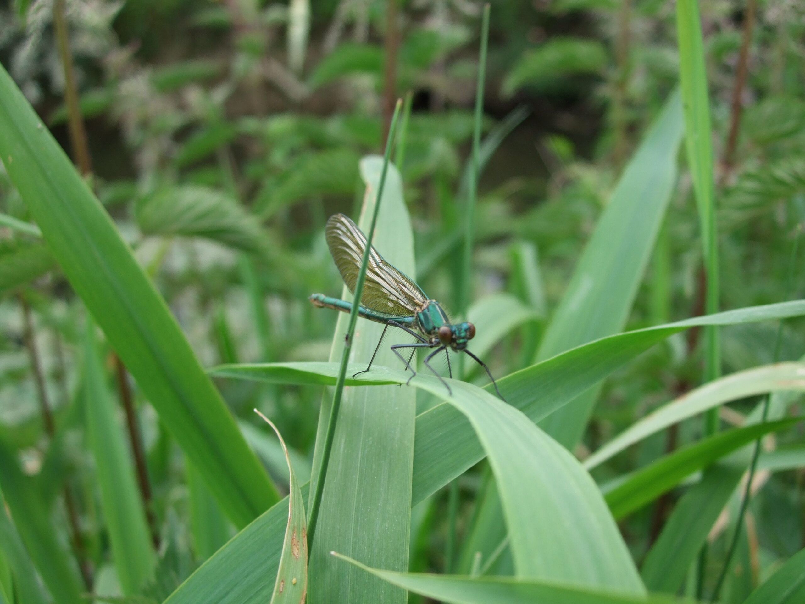 Demoiselle - Photo SBO
