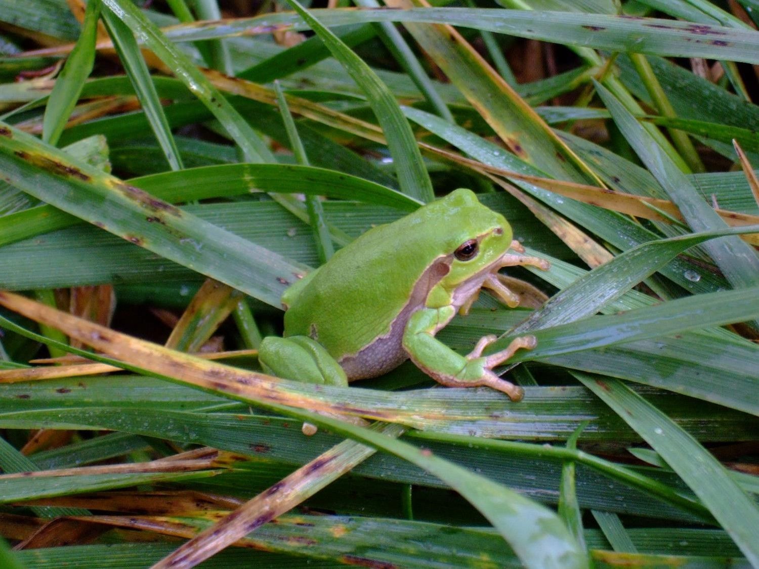 Rainette verte - Photo SBO.