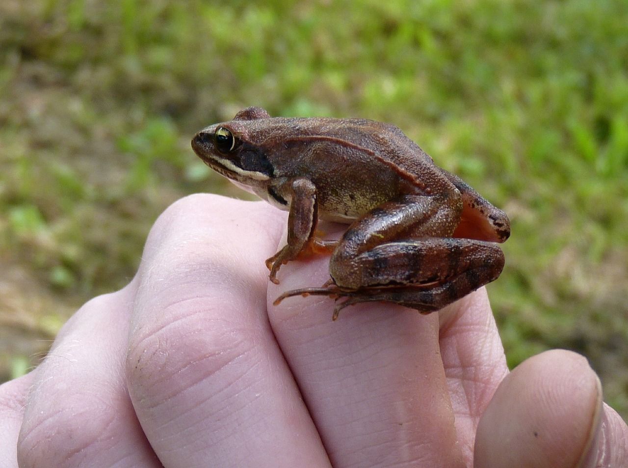 Grenouille Agile