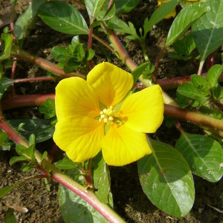 fleur_de_jussie