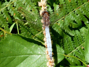 libellule-orthetrum-bleuissant