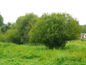 zh-prairie_humide-de-lhomme3