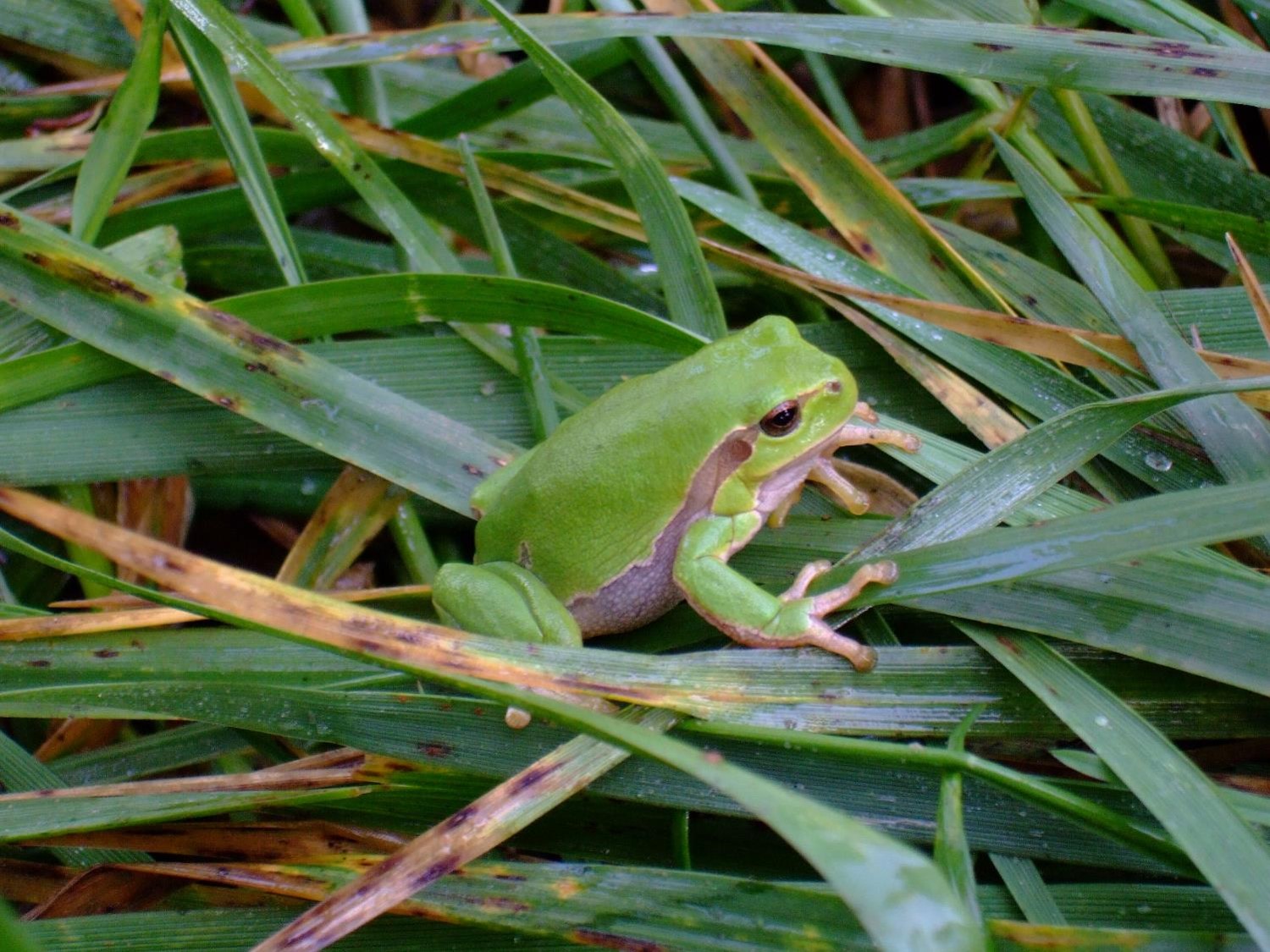 Rainette verte - Photo SBO.