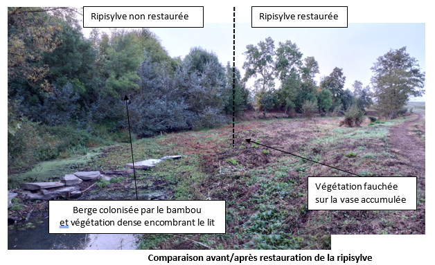 comparaison restauration ripisylve