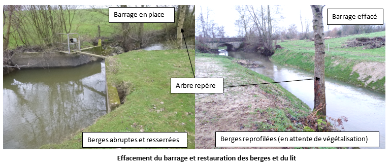 effacement barrage et restauration des berges et du lit